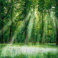 forêt, clairière et lumière